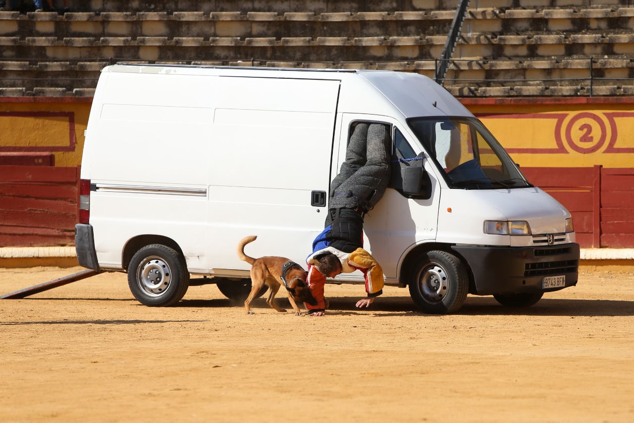 Exhibición canina en la Plaza de Toros. Primer plano de un perro sacando de una furgoneta a un hombre por la ventanilla.