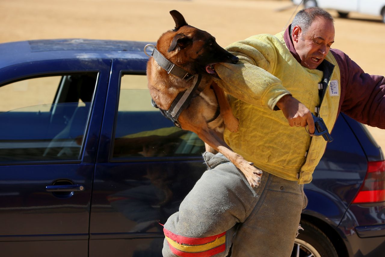Exhibición canina en la Plaza de Toros. Primer plano de un hombre armado siendo agarrado de un brazo por un perro.
