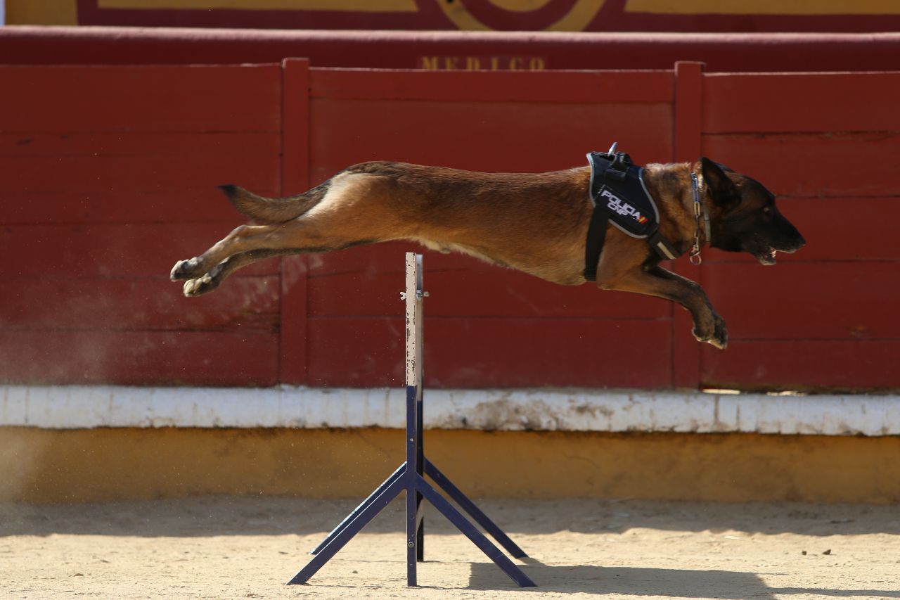 Exhibición canina en la Plaza de Toros. Primer plano de un perro saltando un obstáculo.