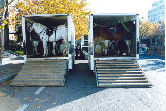 Dos caballos de la Policía uno de color blanco y otro de color marrón en los remolques que utiliza la Unidad Especial de Caballería para su transporte