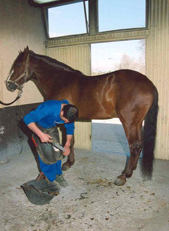 Cuidador de caballos limpiando una pezuña a un caballo de color marrón de la Policía Nacional