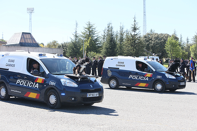 Dos furgonetas rotuladas de guías caninos, con plataforma sobre el capó en la que se desplazan, sentados, dos perros de la Policía Nacional.