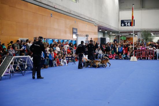 Exhibición de la Unidad de Guías Caninos, simulando la captura de un delincuente  por dos perros de esta unidad.