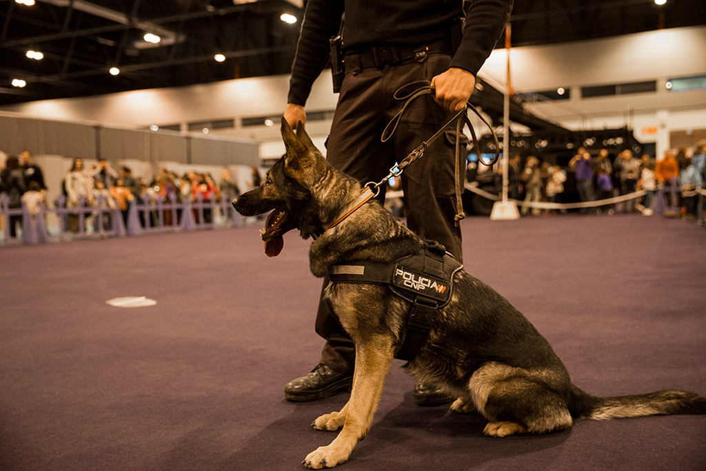 Primer plano de perro de la Policía Nacional sentado  junto a su guía.