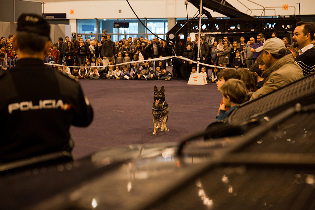 Al fondo público asistente a la exhibición, en el centro perro polcía esperando ordenes de su guía, que está de espaldas en primer plano