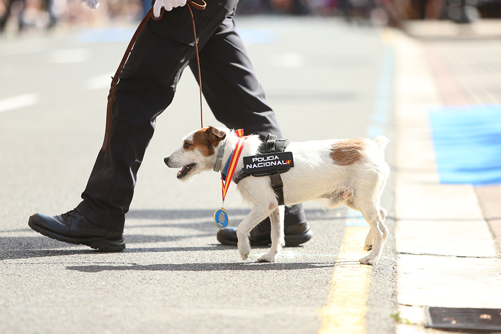 Perro de la Policía Nacional condecorado, desfilando junto a su guía.